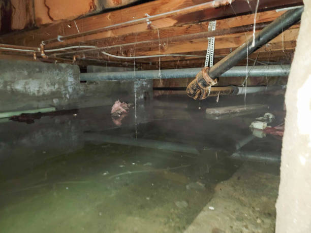 Best Flood restoration services  in Cashton, WI