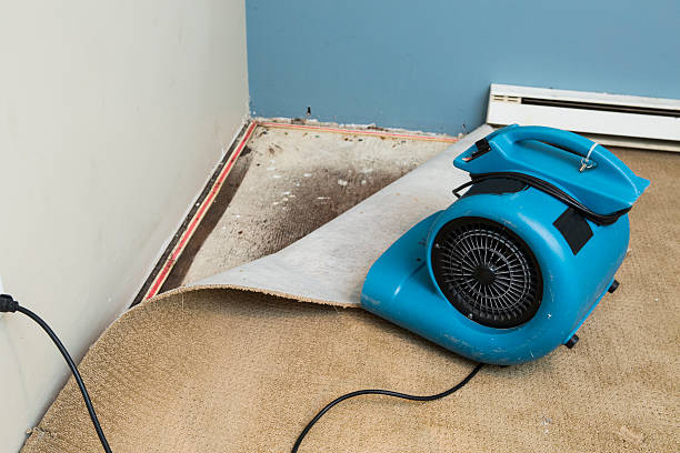 Best Carpet water damage restoration  in Cashton, WI